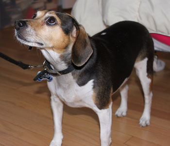 Bedbug sniffing dog